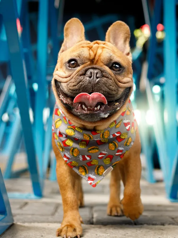 This image displays Pet Friendly image in Shadow Glen Apartments.