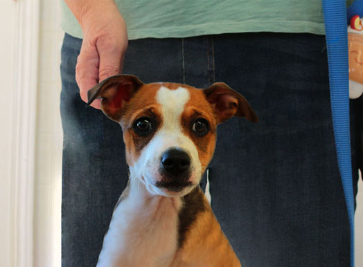 This image displays is used for Shadow Glen Apartments Pet Screening page link button